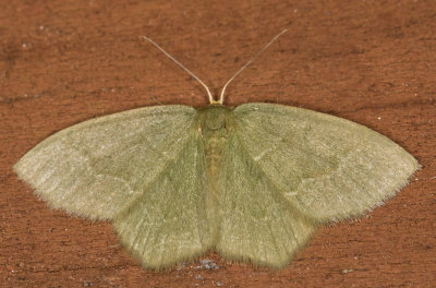 Pistachio Emerald - Hethemia Pistasciaria (7084)