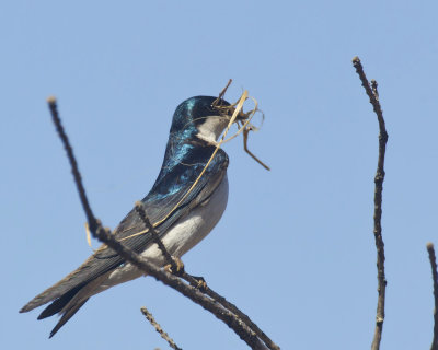 hirondelle bicolore - tree swallow