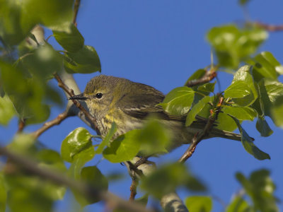paruline tigrée - cape may warbler