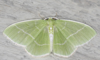 White fringed emerald - Nemoria mimosaria (7048)