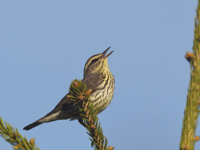 paruline des ruisseaux - northern waterthrush