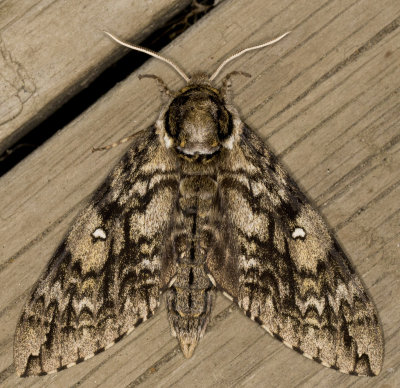 Sphinx ondul - Waved Sphinx Moth - Ceratomia undulosa (7787) 