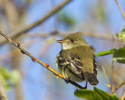 moucherolle des aulnes - willow flycatcher