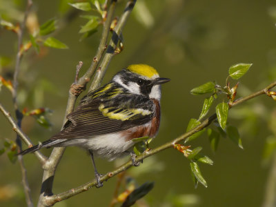 paruline  flancs marrons - chestnut sided warbler