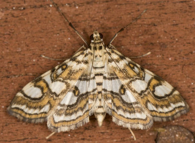 Nymphula moth - Nymphula ekthlipsis (4747) 