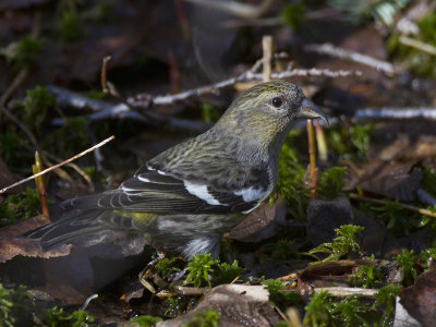 bec-crois bifasci - white winged crossbill