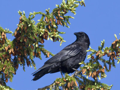 corneille d amrique - american crow