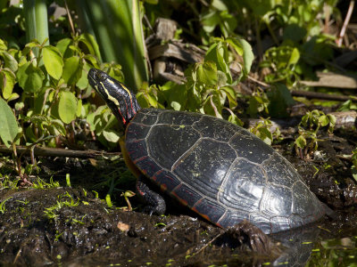 tortue peinte - painted turtle