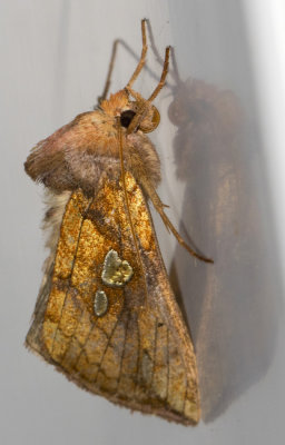 Noctuelle de Putnam - Putnam's Looper Moth - plusia putnami (8950) 