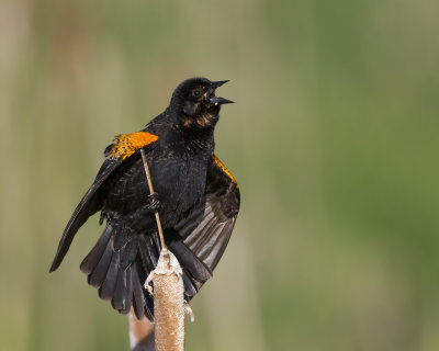 carouge  paulettes - red winged blackbird