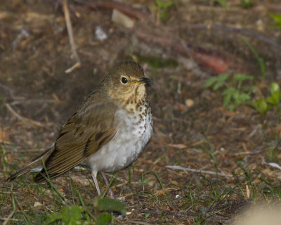grive  dos olive - swainson thrush