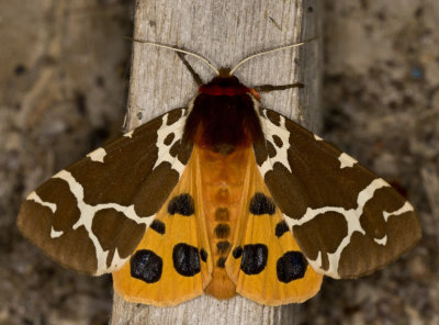 great tiger moth - arctia caja (8166) 