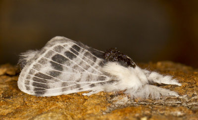 Large Tolype Moth - Tolype velleda (7670)