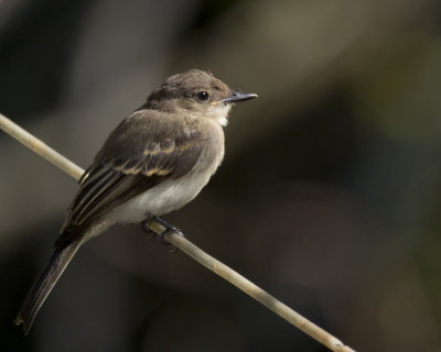 moucherolle phbi - eastern phoebe