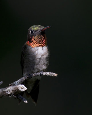 colibri  gorge rubis - ruby throated hummer