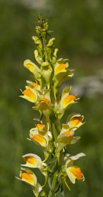 Linaire vulgaire - Linaria vulgaris - Butter-and-eggs 