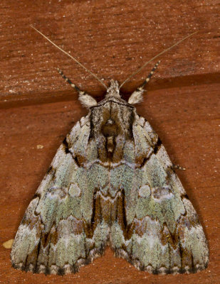 Praeclara Underwing Moth - Catocala praeclara (8865)