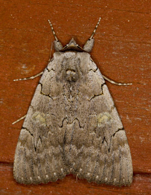 Likene rose - Pink underwing - Catocala concumbens (8833) 