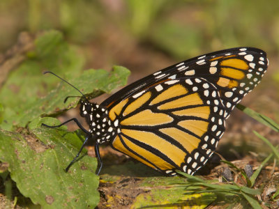 monarque - monarch