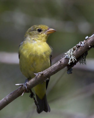 tangara carlate - scarlet tanager