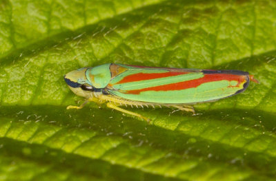 cicadelle multicolores - Graphocephala teliformis