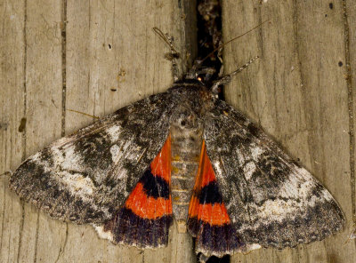 Briseis underwing - Catocala Briseis (8817)