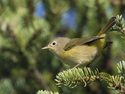 paruline  joues grises - nashville warbler