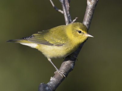 paruline obscure - tennessee warbler