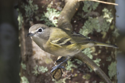 viro  tte bleu - blue headed vireo