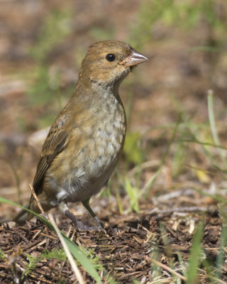 passerin indigo - indigo bunting