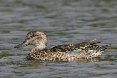 sarcelle d hiver - green winged teal