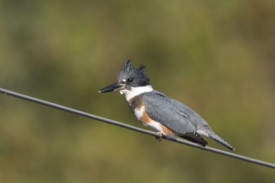 martin pcheur - belted kingfisher