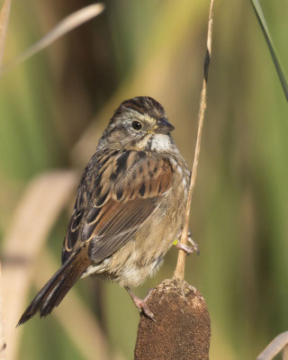 bruant  gorge blanche - white throated sparrow