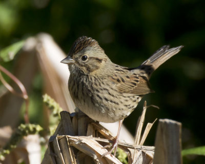 bruant de lincoln - lincoln sparrow
