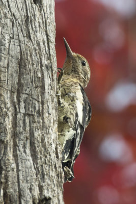 pic macul ju. - juv. yellow bellied sapsucker