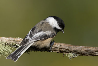 msange  tte noire - black capped chickadee