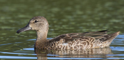 sarcelle  ailes bleues - blue winged teal