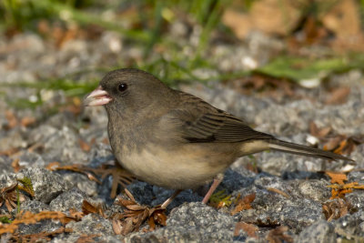 junco adois - black eyed junco