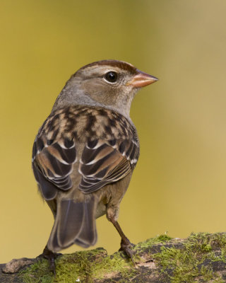 bruant  couronne blanche - white crowned sparrow