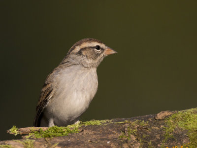bruant familier - chipping sparrow