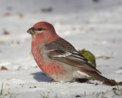 durbec des sapins - pine grosbeak