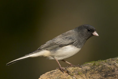 junco adois - black eyed junco