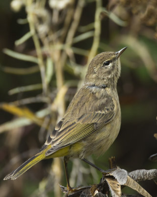 paruline  couronne rousse - palm warbler