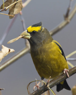 gros bec errant - evening grosbeak