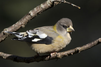 gros bec errant - evening grosbeak