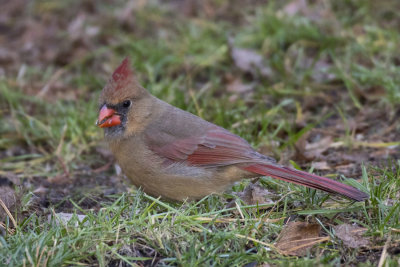 cardinal rouge - northern cardinal