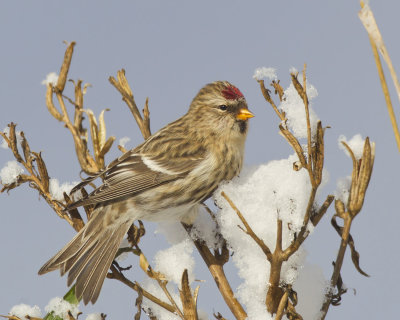 sizerin flammé - common redpoll