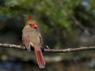 cardinal rouge - northern cardinal