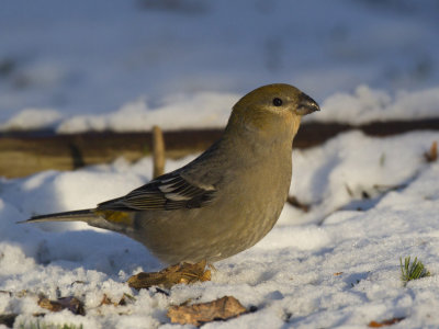 durbec des sapins - pine grosbeak