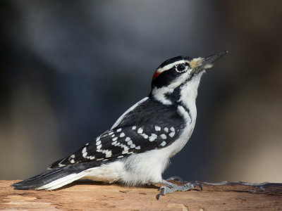 pic chevelu - haity woodpecker